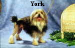 York