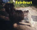 Friedwart